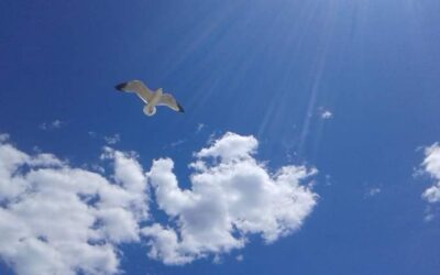ALZAR EL VUELO