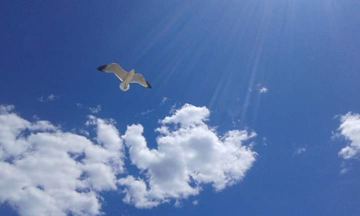 ALZAR EL VUELO