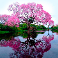 La Familia y el Árbol