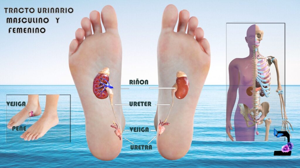 Reflexologia podal vejiga outlet