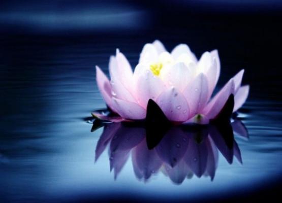 El significado de la flor de loto 